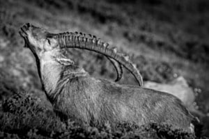 Steinbock