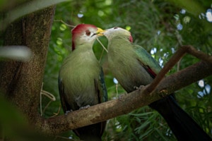 Vogelpaar