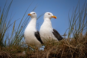 Möwe