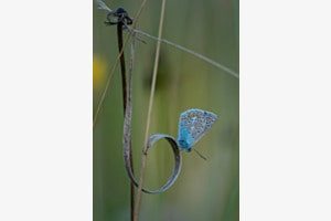 Schmetterling Schmetterling