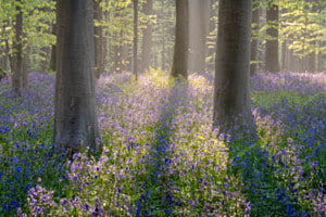 Wald Wald