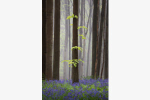 Baum
