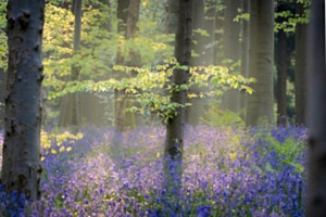 Bluebells