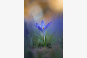 Krokus