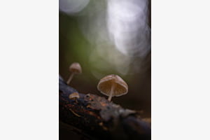 Pilz