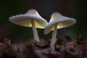 Pilz