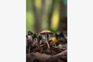 Pilz