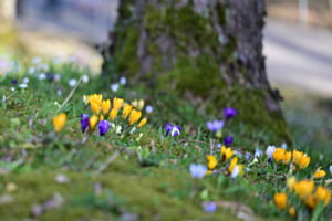 Der Frühling ist da