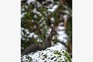 Ecureuil sous la neige