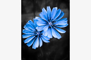 Blau