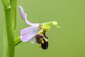 Bienenragwurz