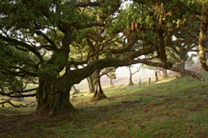 Nebelwald von Madeira