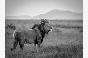 His majesty, the lion king