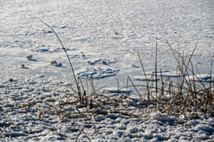 Seeufer im Winter