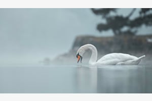 Mute Swan Mute Swan