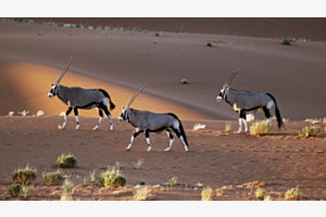 Oryxsantilopen im ersten Morgenlicht Oryxsantilopen im ersten Morgenlicht