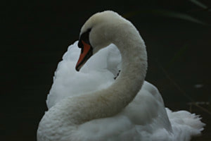 Schwan