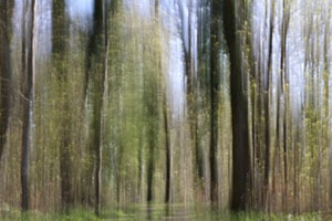 Wald