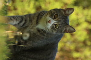 Oliver