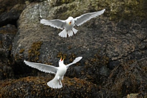 Dreizehenmöwen Lofoten Dreizehenmöwen Lofoten