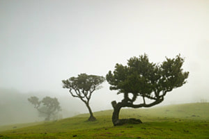 Brume sur les lauriers centenaires de Fanal