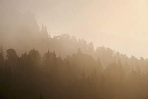 Baumschichten bei Sonnenaufgang