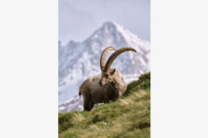 King of the Alps