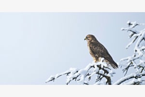 Mäusebussard