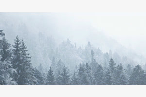 Wald im Winter