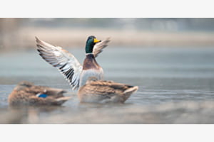 Ente