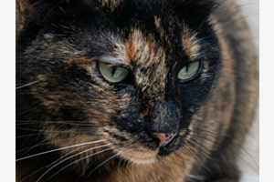 Der Blick