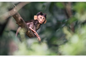 Baby-Affe