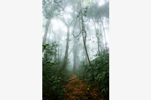 Regenwald