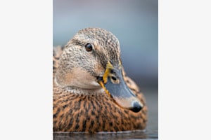 Enten-Portrait