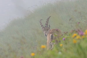 Steinbock im Nebel Steinbock im Nebel