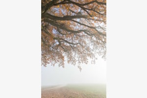 Unter dem Baum