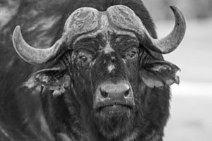 Stier