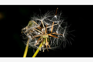 feu d'artifice bio