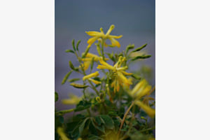 Lutea