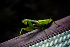 Eleganz der Natur