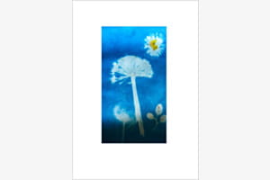 Cyanotypie „Blaue Vielfalt“