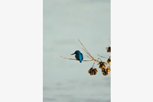 Kleiner süsser Eisvogel