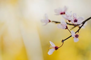 Yellow touch