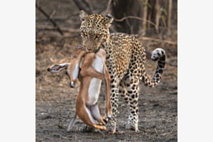 Okavango Okavango