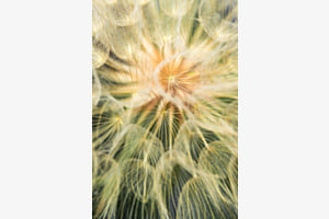 Kunst der Natur