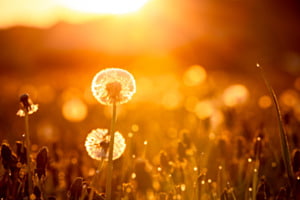 Pusteblume im Licht