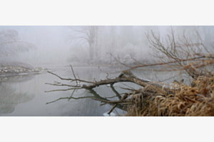 Nebel am See