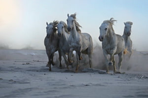 Halbwilde Pferde in der Camargue Halbwilde Pferde in der Camargue
