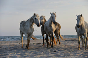 Camargue Pferde am Strand
