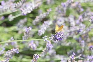 Kleiner Besucher in unserem Lavendel Kleiner Besucher in unserem Lavendel